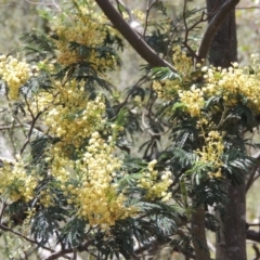 Acacia mearnsii (Black Wattle) at Tuggeranong Hill - 17 Nov 2014 by michaelb