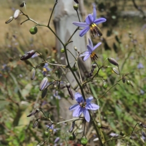 Dianella revoluta var. revoluta at Conder, ACT - 17 Nov 2014