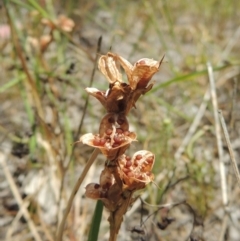 Wurmbea dioica subsp. dioica (Early Nancy) at Tuggeranong Hill - 17 Nov 2014 by michaelb