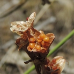 Wurmbea dioica subsp. dioica at Conder, ACT - 17 Nov 2014