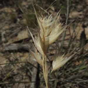 Rytidosperma sp. at Conder, ACT - 17 Nov 2014