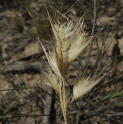 Rytidosperma sp. (Wallaby Grass) at Conder, ACT - 17 Nov 2014 by michaelb