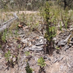 Cheilanthes sieberi (Rock Fern) at Conder, ACT - 12 Nov 2014 by MichaelBedingfield