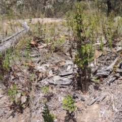 Cheilanthes sieberi (Rock Fern) at Conder, ACT - 12 Nov 2014 by MichaelBedingfield