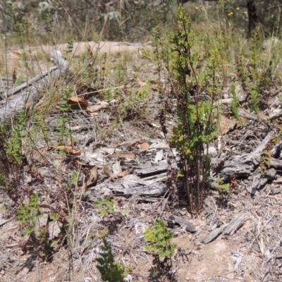 Cheilanthes sieberi (Rock Fern) at Conder, ACT - 12 Nov 2014 by MichaelBedingfield