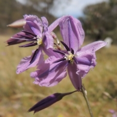 Arthropodium fimbriatum (Nodding Chocolate Lily) at Tuggeranong Hill - 17 Nov 2014 by michaelb