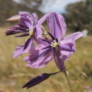 Arthropodium fimbriatum at Conder, ACT - 17 Nov 2014