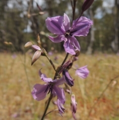 Arthropodium fimbriatum at Conder, ACT - 17 Nov 2014