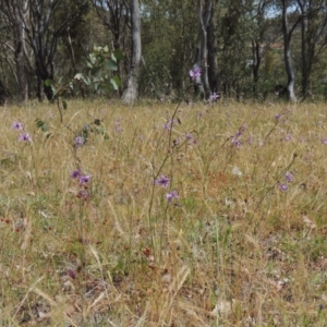 Arthropodium fimbriatum at Conder, ACT - 17 Nov 2014