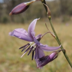 Arthropodium fimbriatum (Nodding Chocolate Lily) at Conder, ACT - 11 Nov 2014 by michaelb