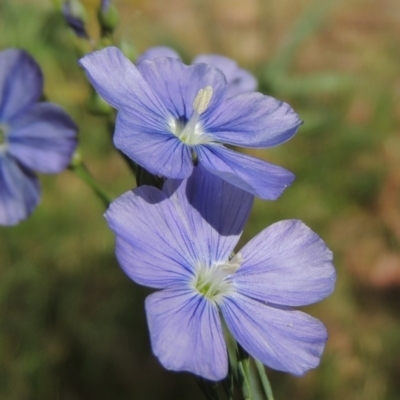Linum marginale (Native Flax) at Conder, ACT - 16 Nov 2014 by michaelb