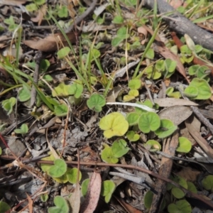 Dichondra repens at Conder, ACT - 17 Nov 2014 03:02 PM