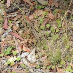 Dichondra repens at Conder, ACT - 17 Nov 2014 03:02 PM