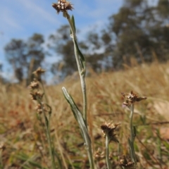 Euchiton japonicus (Creeping Cudweed) at Tuggeranong Hill - 17 Nov 2014 by michaelb