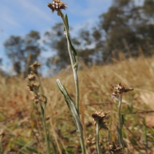 Euchiton japonicus at Conder, ACT - 17 Nov 2014