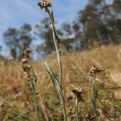 Euchiton japonicus (Creeping Cudweed) at Conder, ACT - 17 Nov 2014 by MichaelBedingfield