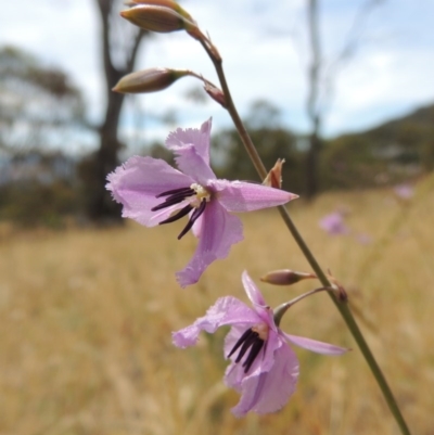 Arthropodium fimbriatum (Nodding Chocolate Lily) at Tuggeranong Hill - 17 Nov 2014 by michaelb