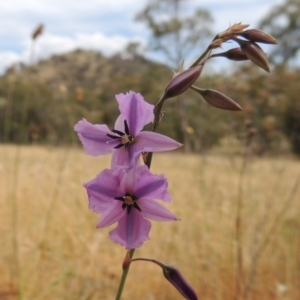 Arthropodium fimbriatum at Conder, ACT - 17 Nov 2014