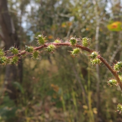 Acaena x ovina (Sheep's Burr) at Conder, ACT - 17 Nov 2014 by michaelb