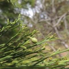 Exocarpos cupressiformis at Conder, ACT - 17 Nov 2014