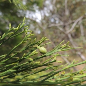 Exocarpos cupressiformis at Conder, ACT - 17 Nov 2014