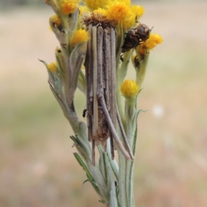 Chrysocephalum semipapposum at Conder, ACT - 17 Nov 2014