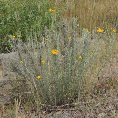 Chrysocephalum semipapposum (Clustered Everlasting) at Tuggeranong Hill - 17 Nov 2014 by michaelb