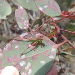 Eucalyptus blakelyi (Blakely's Red Gum) at Tuggeranong Hill - 17 Nov 2014 by michaelb