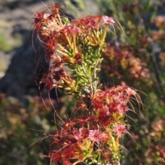 Calytrix tetragona (Common Fringe-myrtle) at Pine Island to Point Hut - 19 Nov 2014 by michaelb