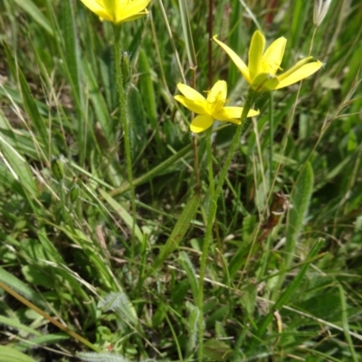 Hypoxis hygrometrica var. villosisepala (Golden Weather-grass) at Farrer Ridge - 15 Dec 2014 by galah681