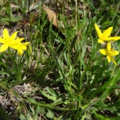 Hypoxis hygrometrica var. villosisepala at Farrer Ridge - 15 Dec 2014