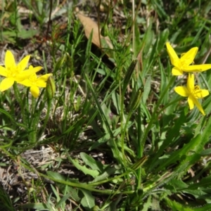 Hypoxis hygrometrica var. villosisepala at Farrer Ridge - 15 Dec 2014