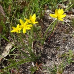 Hypoxis hygrometrica var. villosisepala at Farrer Ridge - 15 Dec 2014