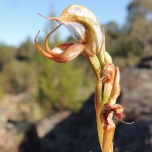 Oligochaetochilus hamatus at Greenway, ACT - 19 Nov 2014