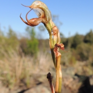 Oligochaetochilus hamatus at Greenway, ACT - 19 Nov 2014