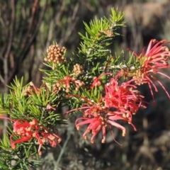 Grevillea juniperina (Grevillea) at Greenway, ACT - 19 Nov 2014 by MichaelBedingfield