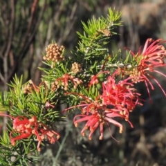 Grevillea juniperina (Grevillea) at Pine Island to Point Hut - 19 Nov 2014 by michaelb