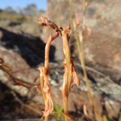 Oligochaetochilus hamatus at Greenway, ACT - 19 Nov 2014