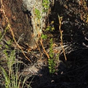 Oligochaetochilus hamatus at Greenway, ACT - suppressed