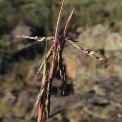 Cymbopogon refractus (Barbed-wire Grass) at Greenway, ACT - 19 Nov 2014 by michaelb