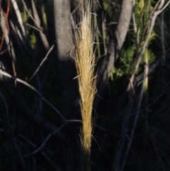 Austrostipa densiflora (Foxtail Speargrass) at Pine Island to Point Hut - 19 Nov 2014 by michaelb