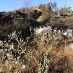 Senecio quadridentatus (Cotton Fireweed) at Pine Island to Point Hut - 19 Nov 2014 by michaelb