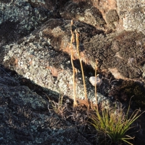 Oligochaetochilus hamatus at Greenway, ACT - suppressed