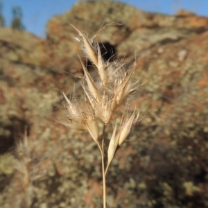 Rytidosperma sp. at Greenway, ACT - 19 Nov 2014