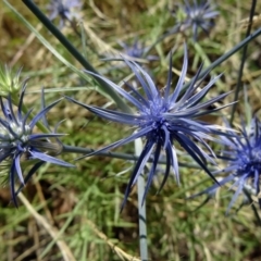 Eryngium ovinum (Blue Devil) at Farrer, ACT - 17 Dec 2014 by galah681