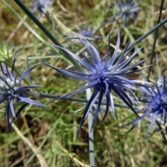 Eryngium ovinum (Blue Devil) at Farrer, ACT - 16 Dec 2014 by galah681