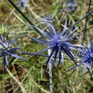 Eryngium ovinum at Farrer, ACT - 17 Dec 2014