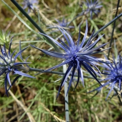 Eryngium ovinum (Blue Devil) at Farrer, ACT - 17 Dec 2014 by galah681