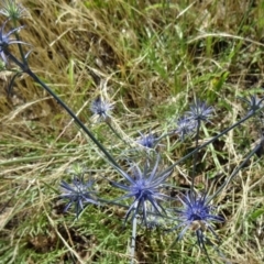 Eryngium ovinum at Farrer, ACT - 17 Dec 2014