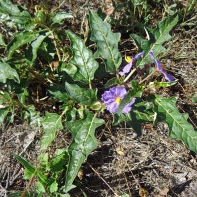 Solanum cinereum (Narrawa Burr) at Farrer Ridge - 16 Dec 2014 by galah681
